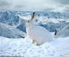 White Rabbit karda